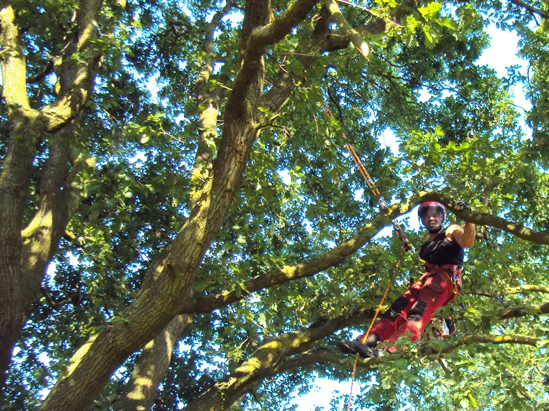 Professionele boomverzorging met hoogwerker