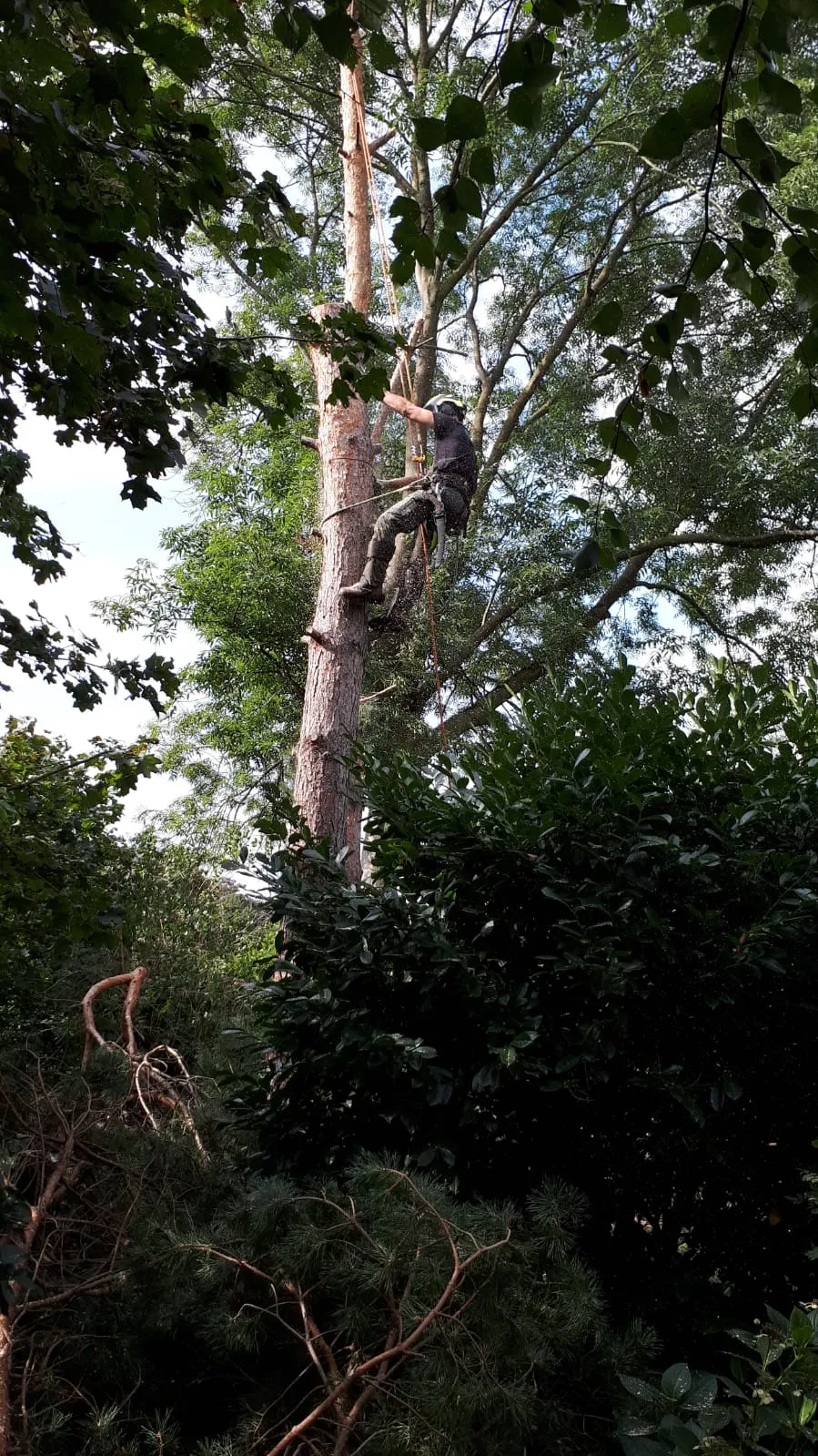 Vakkundig bomen rooien