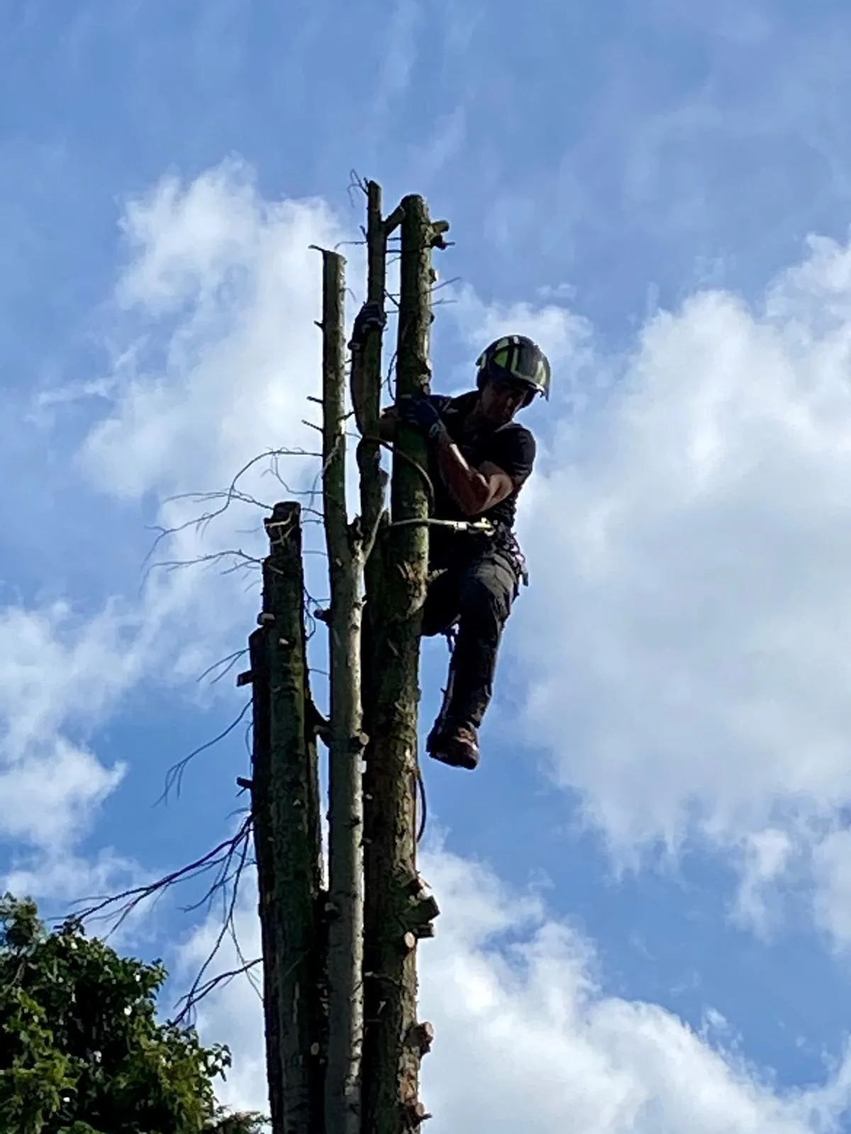 Professionele boomsnoei