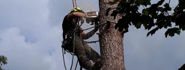 Bomen snoeien met hoogwerker