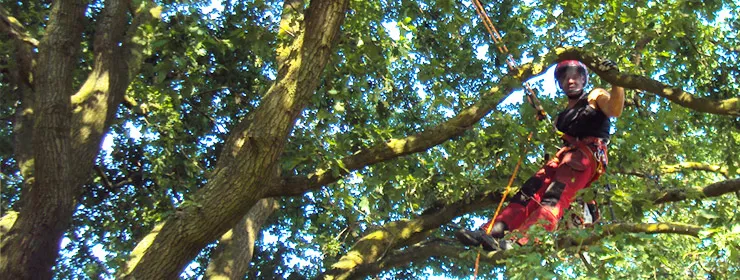 Vakkundige boomverzorging in Meijel